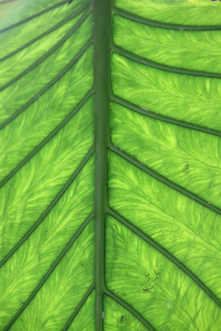 Hijau, Daun, Vena, Tanaman, Kelapa Sawit, urat daun, klorofil, dapat merujuk pada, warna hijau, pertumbuhan