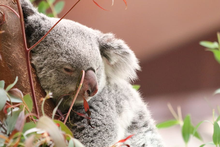 Koala, Bear, Australia, Animal, Cute, koala, bear, nature, wildlife, wild, marsupial