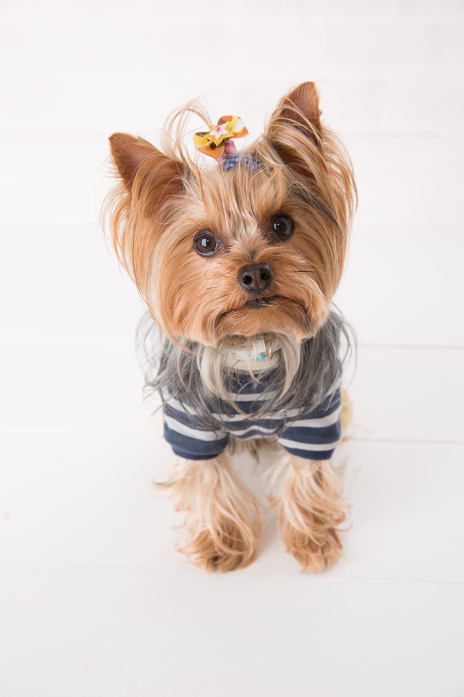 yorkie, dog, yorkshire, yorkshire terrier, pet, cute, small breed dogs, leia, address, pets