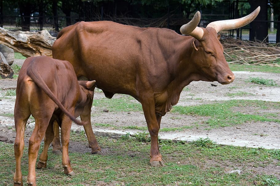 vaca, bezerro, mamar, animal jovem, gado, fazenda, agricultura, mamífero, rural Cena, grama