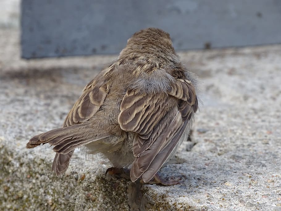 sparrow, sperling, bird, house sparrow, nature, garden bird, foraging, plumage, throttle, ill