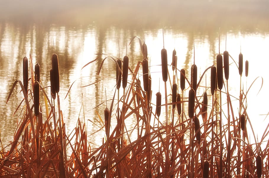 cattails, body, water, daytime, reeds, plant, grass, nature, pond, marsh