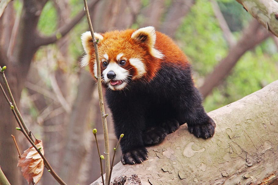 red, fox, tree branch, loveable, red pandas, sichuan, black and white, adorable, national animal, panda