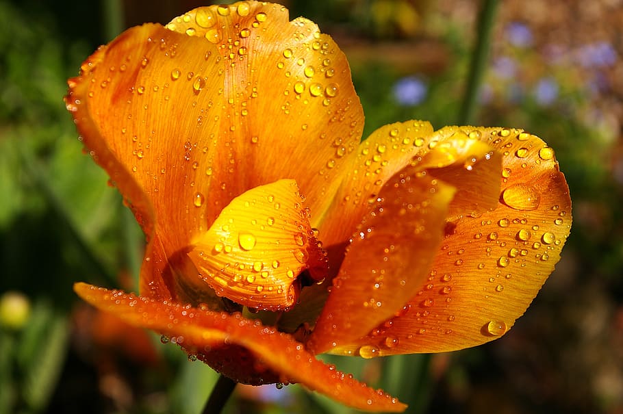 tumor amarillo, tulipán naranja, cerrar, primavera, flores, flor de primavera, flora, amarillo, naturaleza, tulipán
