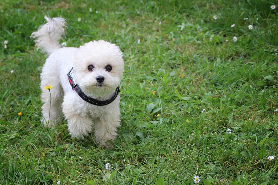 Dog, Miniature Poodle, Meadow, poodle, cute, sweet, pets, one animal, grass, animal
