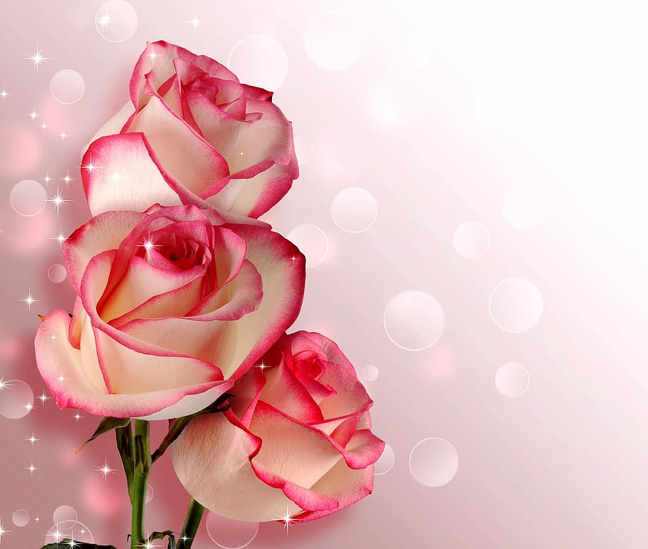 pink, white, petaled flowers, flower, rose, petal, romance, love, birthday, wedding