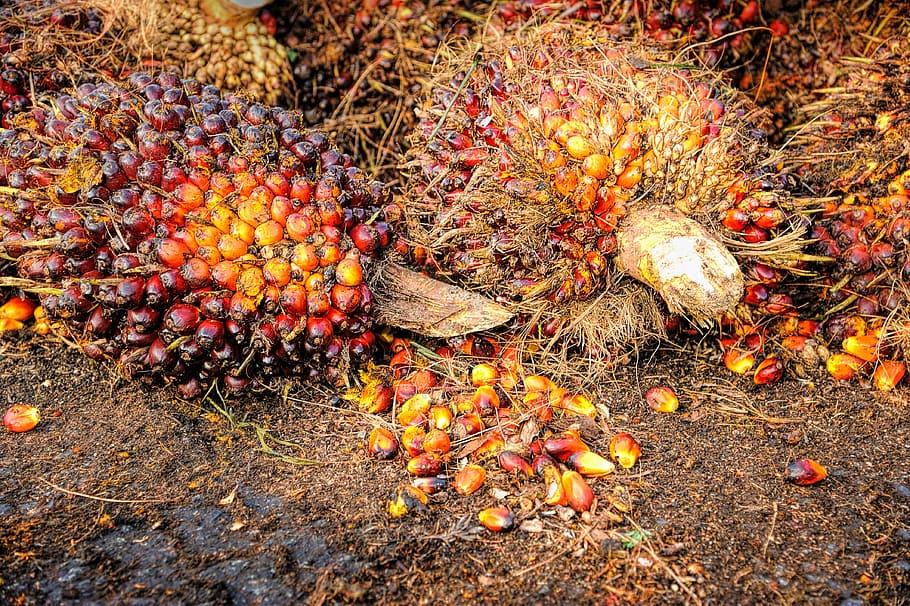 cacho de ameixas, palma, óleo, fruta, fundo, maduro, vermelho, produzir, agricultura, colheita