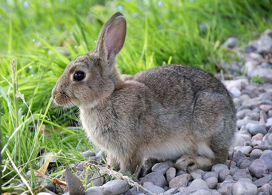 selective, focus, photographed, gray, rabbit, hare, animal, cute, sweet, fur