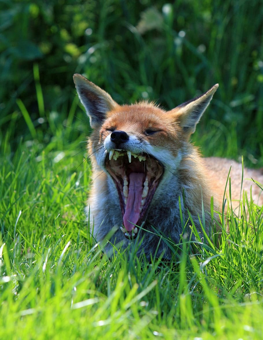 red fox, fox, animal, wild, wildlife, red, close-up, details, yawning, big
