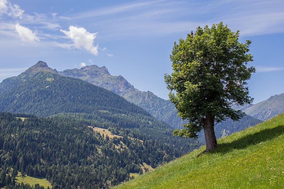 green, tree, mountain, daytime, carinthia, summer, nature, landscape, austria, mountains