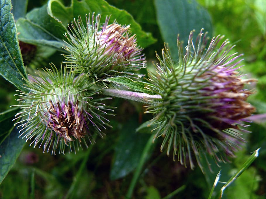 Thistle, Weed, Flower, Garden, Nature, flower, garden, floral, blossom, bloom, flora