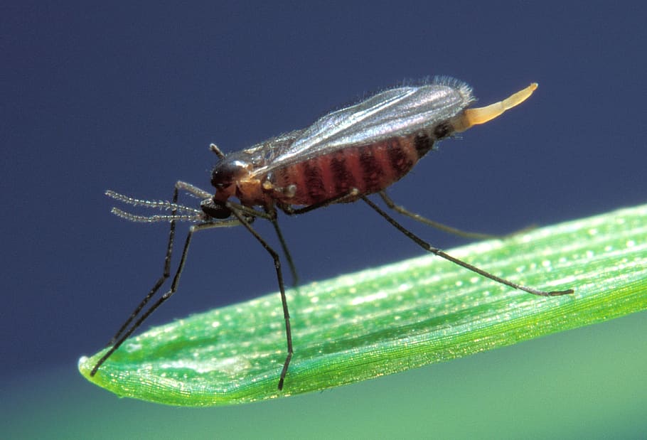 fly, hessian, insect, barley midge, mayetiola destructor, pest, cereal, crops, macro, agriculture