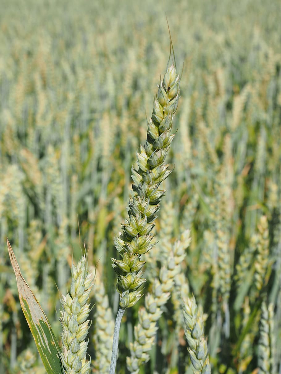wheat field, wheat, cereals, ear, grain, cornfield, food, agriculture ...