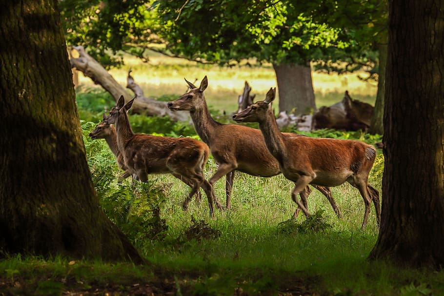 deer, forest, nature, england, animal wildlife, plant, animal themes, animal,  animals in the wild, tree | Pxfuel