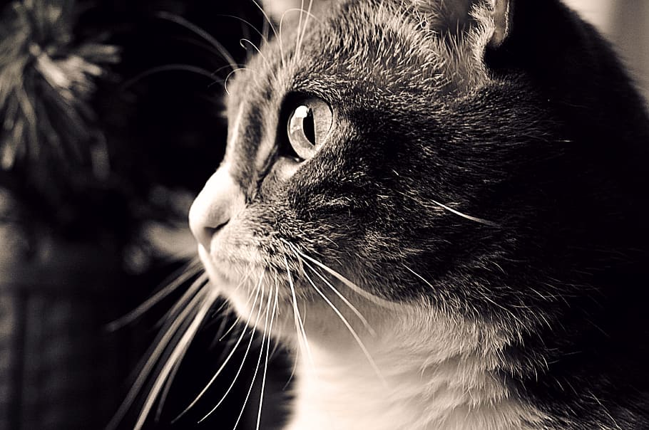 Closeup Photography Black White Tabby Cat Cute Black And