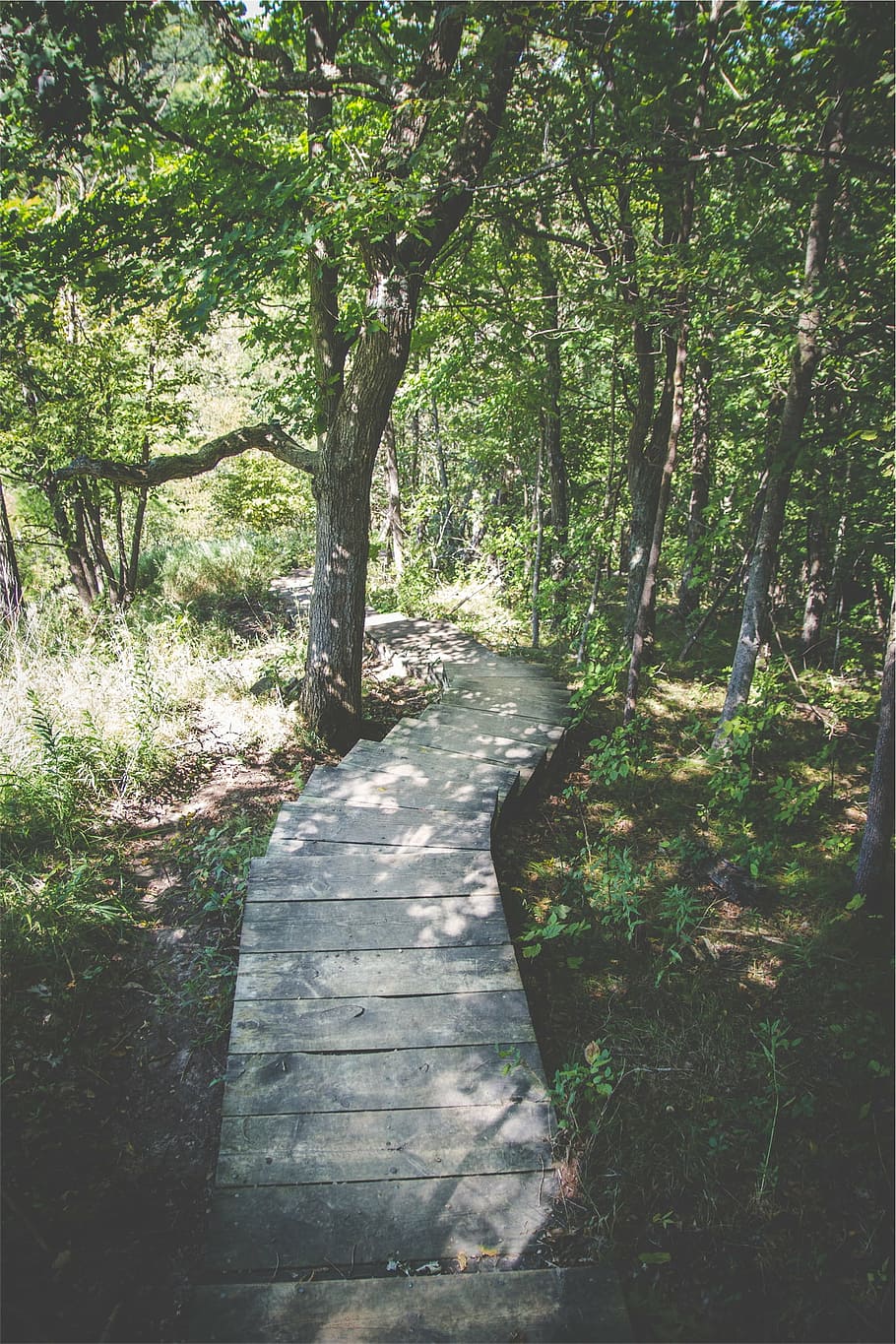 grey, wooden, forest trail, stair, pathway, shade, trees, wood, path, trail