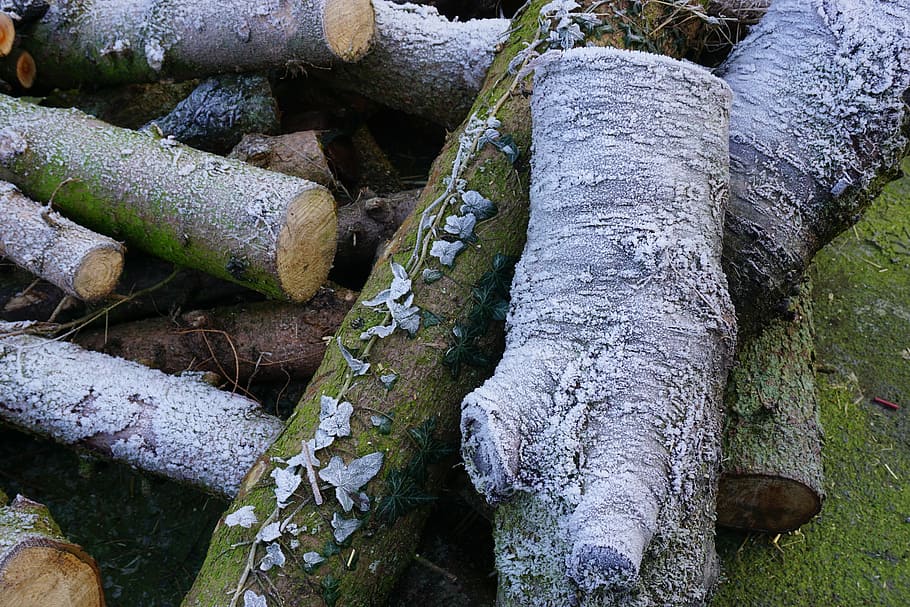 ivy, wood, nature, cold, growing stock, frost, ripe, firewood, day, moss