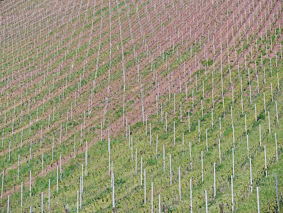 background, pattern, vineyard, slope, curved, bars, aluminium, lines, texture, agriculture