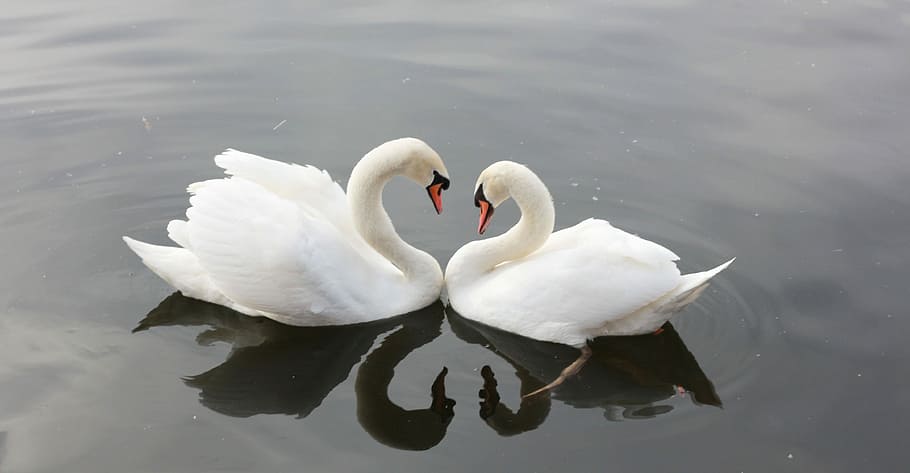 dois, branco, cisnes, água, dia, natureza, amor, rio, animais, amor eterno