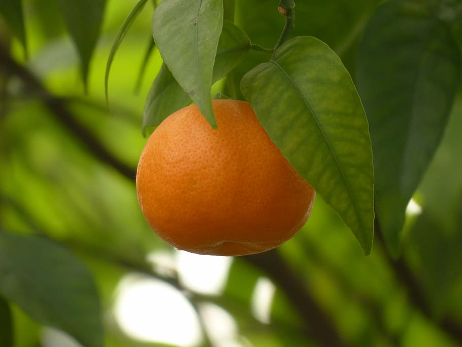 orange, fruit, closeup, photography, mandarin, tree, healthy, citrus fruit, citrus nobilis, king orange