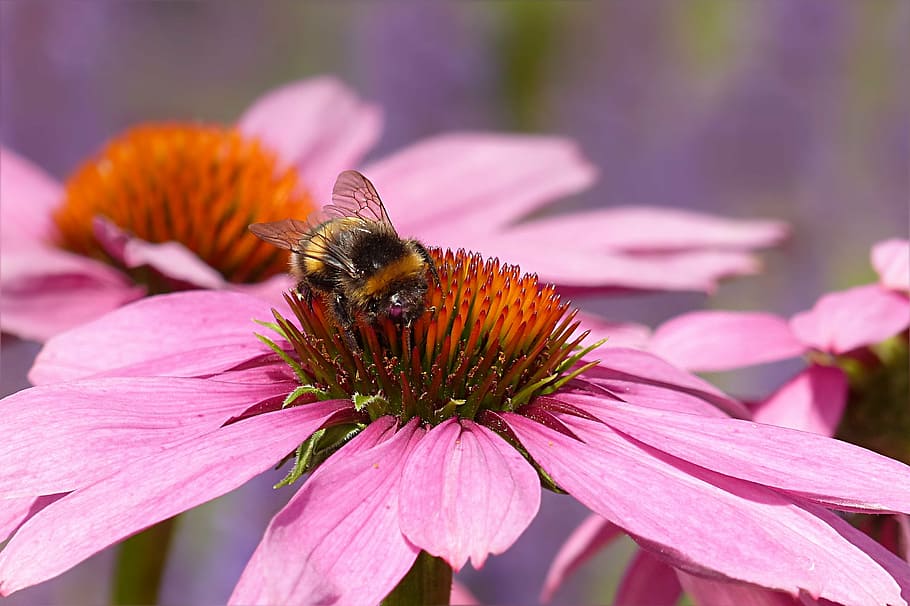 animal, insect, hummel, bombus buerokratus, flower, pink, echinacea, pink color, coneflower, plant