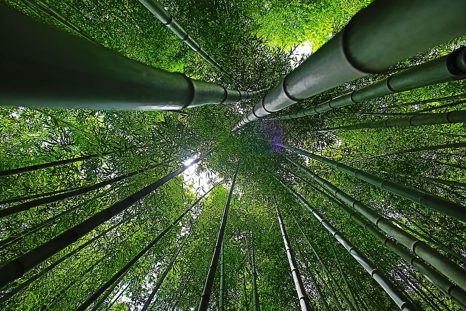 bottom view shot, green, bamboos, korea, damyang, bamboo, forest, nature, break, green color
