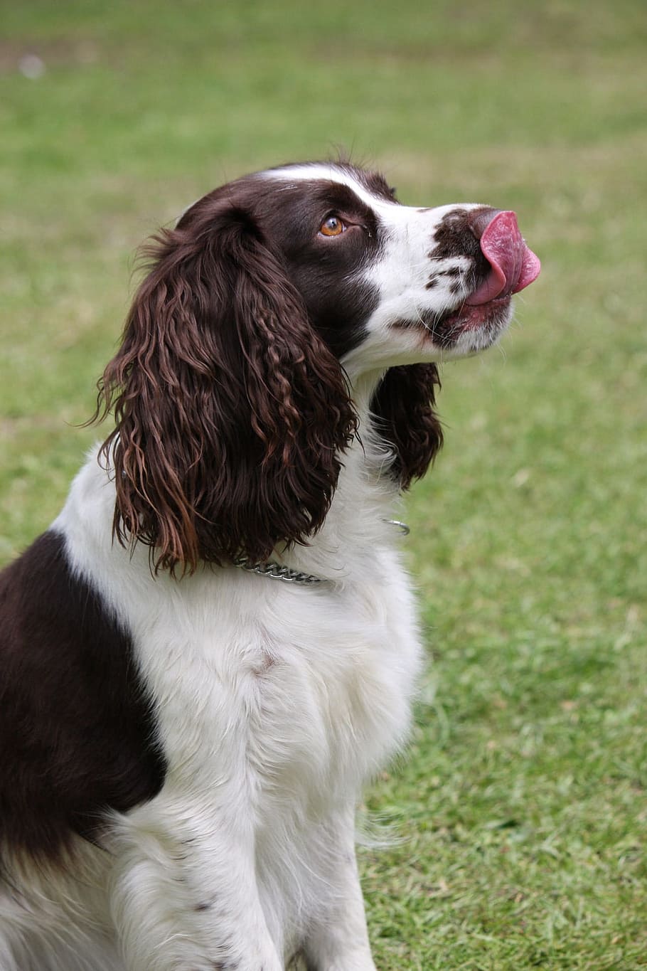 adult welsh springer spaniel, sitting, grass field, Dog, Licking, Lips, Tongue, licking lips, english springer spaniel, springer