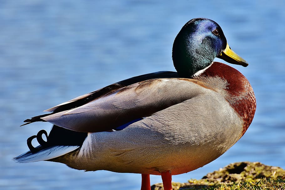 brown, green, mallard duck, mallard, water bird, duck, blue, glazed includes, swimming schedule, swim