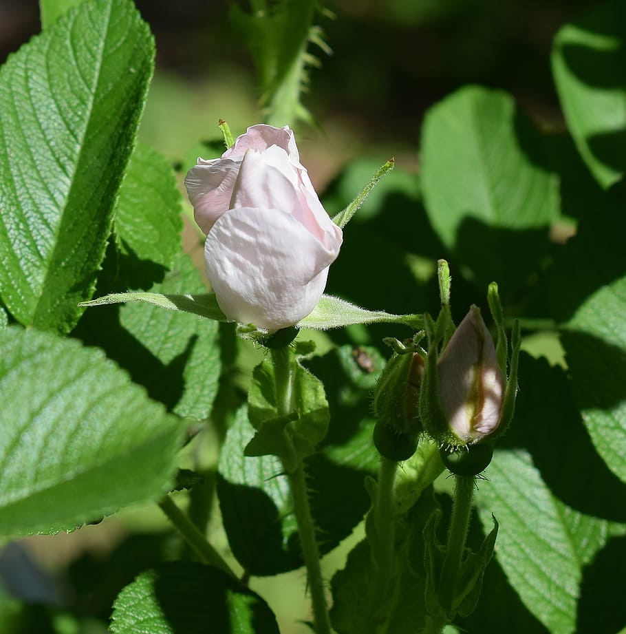 pale pink rosebud, rugosa rose, flower, blossom, bloom, bud, nature, plant, garden, pink