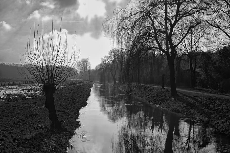 gris, foto de escala, desnudo, árbol, pasto, río, niederrhein, paisaje, naturaleza, verde
