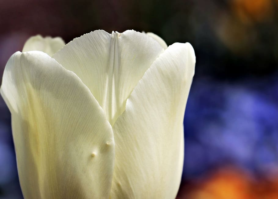 seletiva, fotografia de foco, branco, rosa, tulipa, flor, natureza, luz solar, tumor branco, flor ornamental