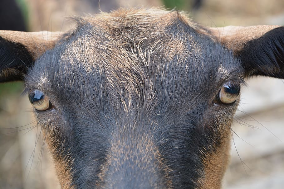 Olhos, alpino, cabra, olhos de cabra, cabra alpina, natureza, agradável, bonito, animal, biquette