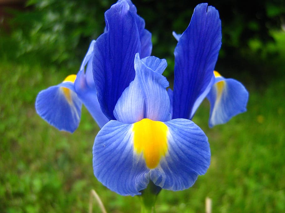 biru, kuning, bunga, bunga iris, bunga iris ungu, bunga musim semi, fleur-de-lis, musim semi, daun bunga, alam