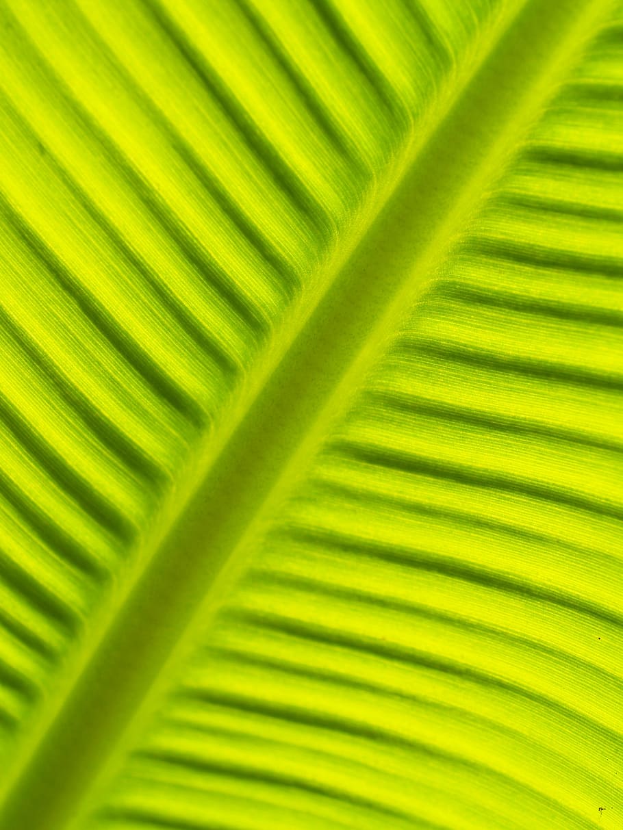 leaf, background, lines, foliage, photosynthesis, natural, grow, greenery, vein, green