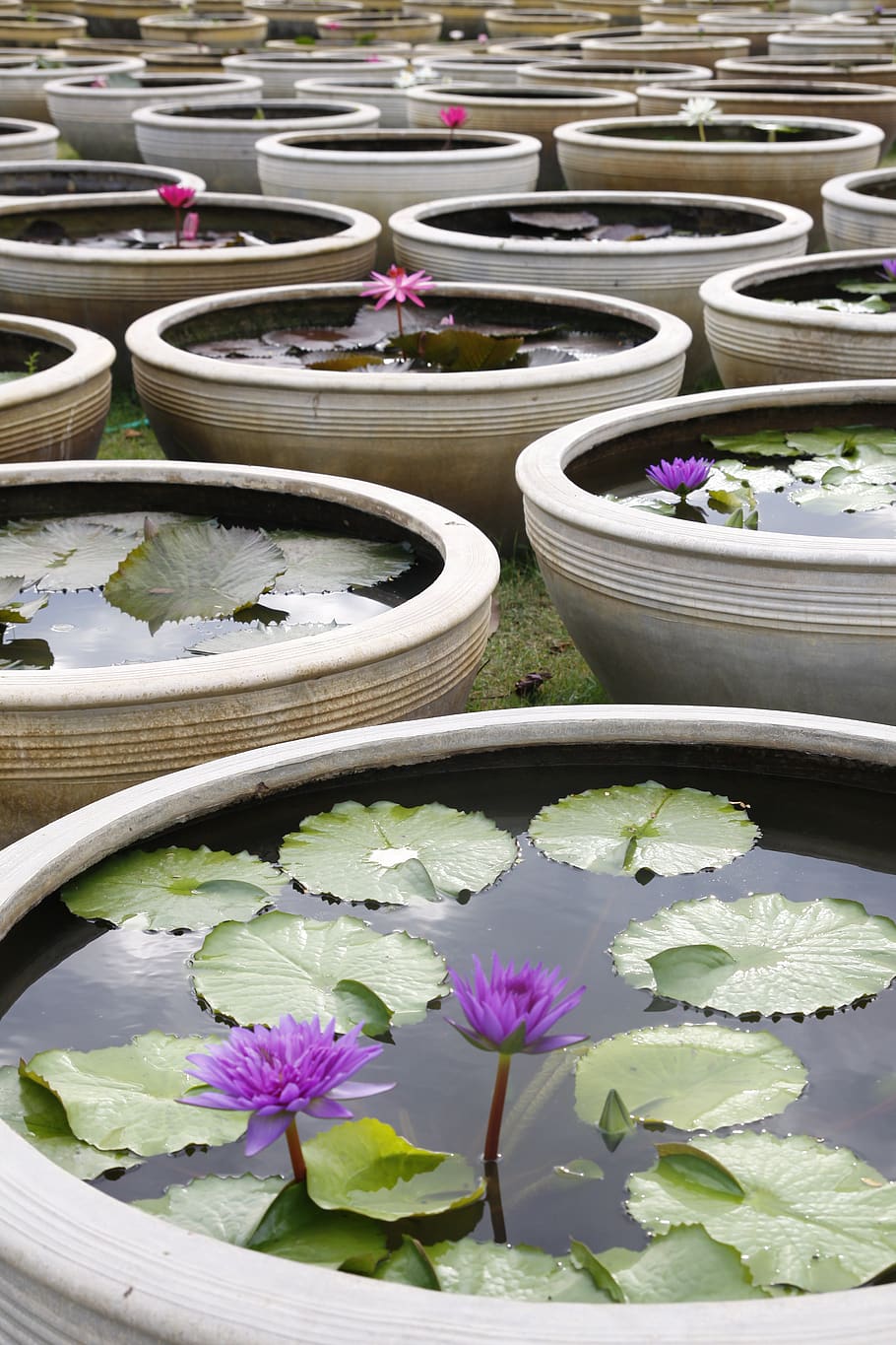 water lily, blooming, pond, thailand, sung flower, ceramic, flower, flowering plant, plant, nature