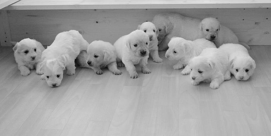 puppies, golden retriever, babies, complicity, soft, pets, dog, brown eyes, domestic animal, animal