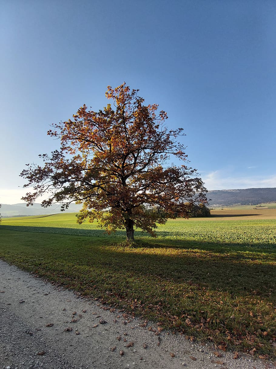 autumn, tree, landscape, a single tree standing, plant, sky, beauty in nature, field, tranquil scene, tranquility