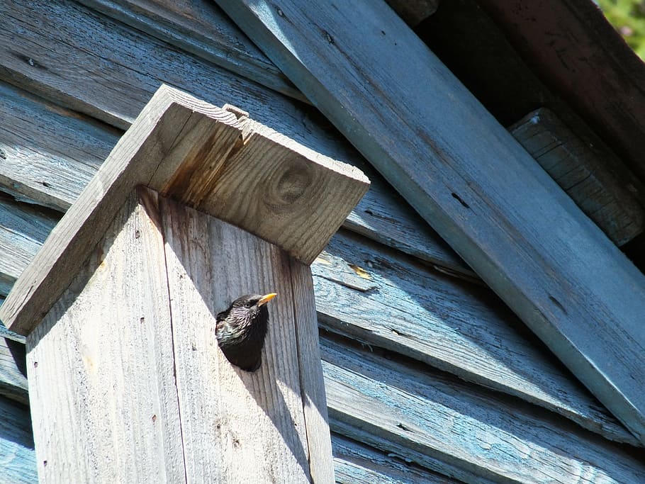 birdhouse, bird, starling, summer, roof, nature, house, building, the façade of the, wood - material