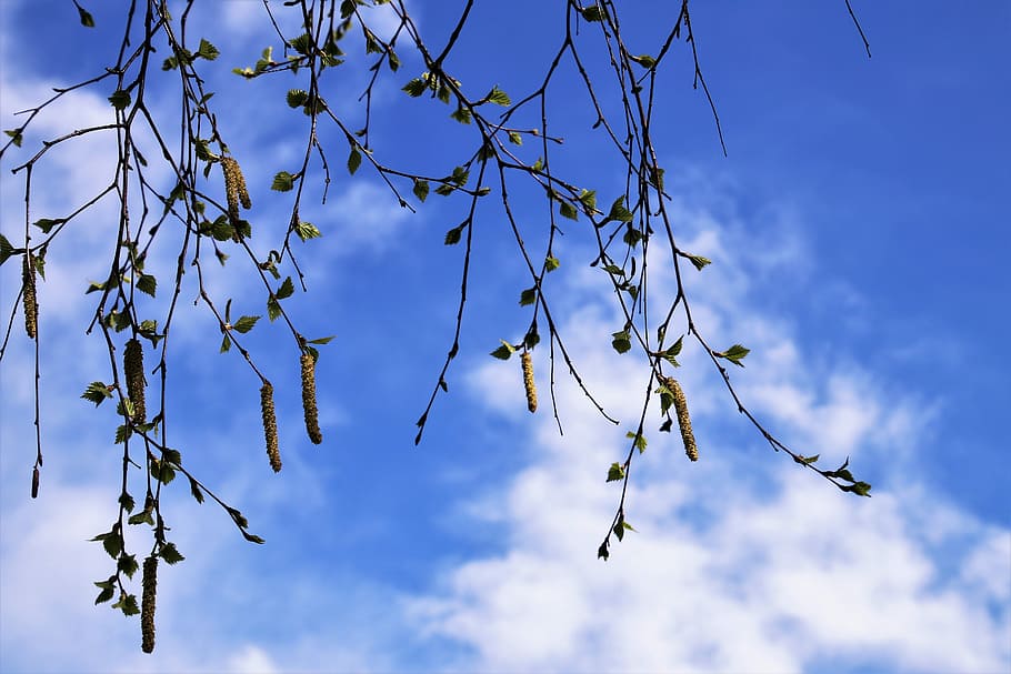 spring, tree, branch, sky, at the court of, nature, the environment, plant, blue sky, blue