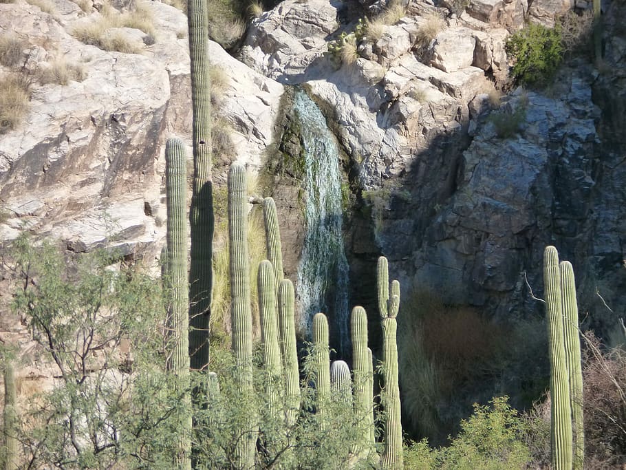 Cactus, Tucson, Arizona, Desierto, Naturaleza, paisaje, saguaro, seco, roca - objeto, ninguna gente