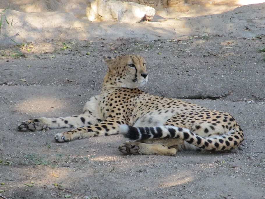 cheetah, kucing besar, kucing, acinonyx jubatus, mamalia, kebun binatang, san antonio zoo, cheetah beristirahat di tanah, kepala berbalik, hewan liar
