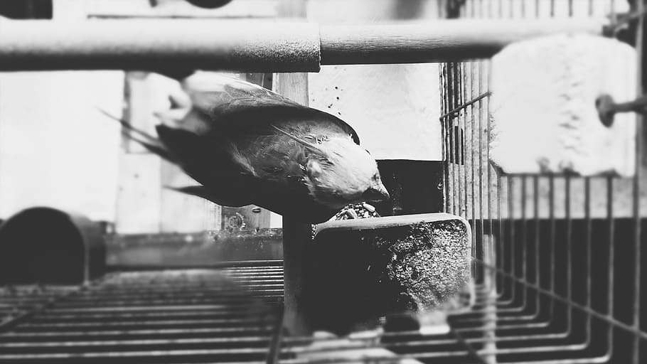 parrot, bird, cage, feather, black, wing, deep, dark, black and white, bw