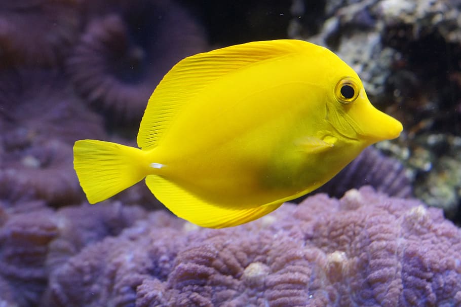 yellow fish, lemon doktorfisch, surgeonfish, bright yellow, fish, underwater world, underwater, water, sea, meeresbewohner