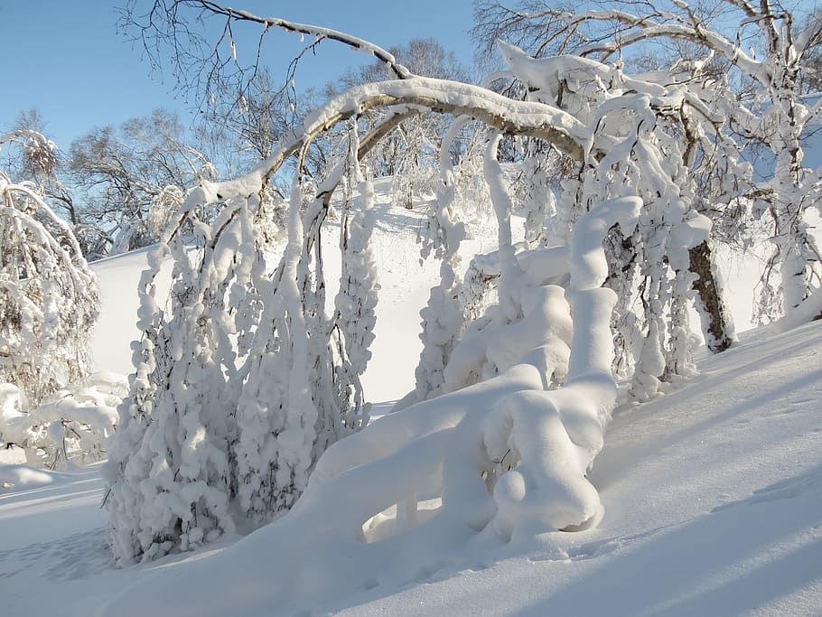 winter, winter forest, frost, snow, snowdrifts, trees, glaciation, ice crust, nast, cold