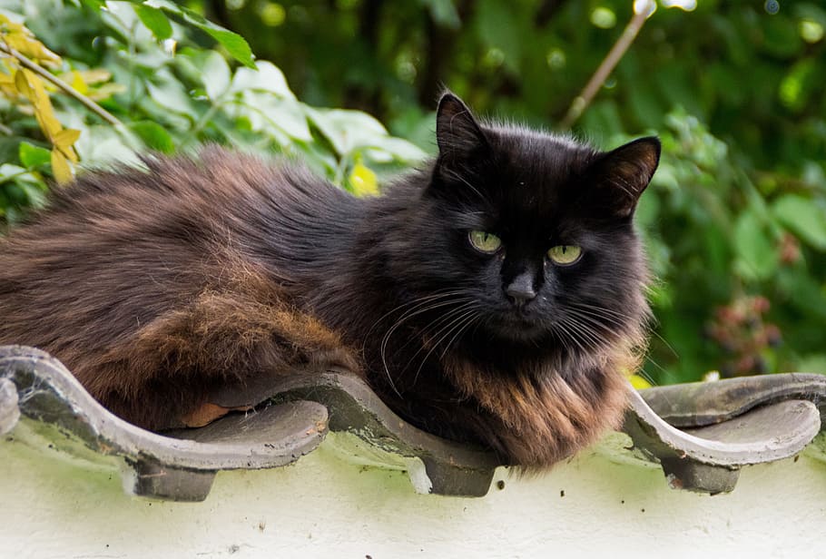 long-coated, black, brown, cat, thick, fluffy, thick cat, psychiatric, garden, attention