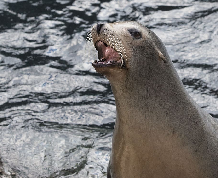seals, wildlife, california sea lions, bay, adorable, environment, beach, ocean, sea, marine