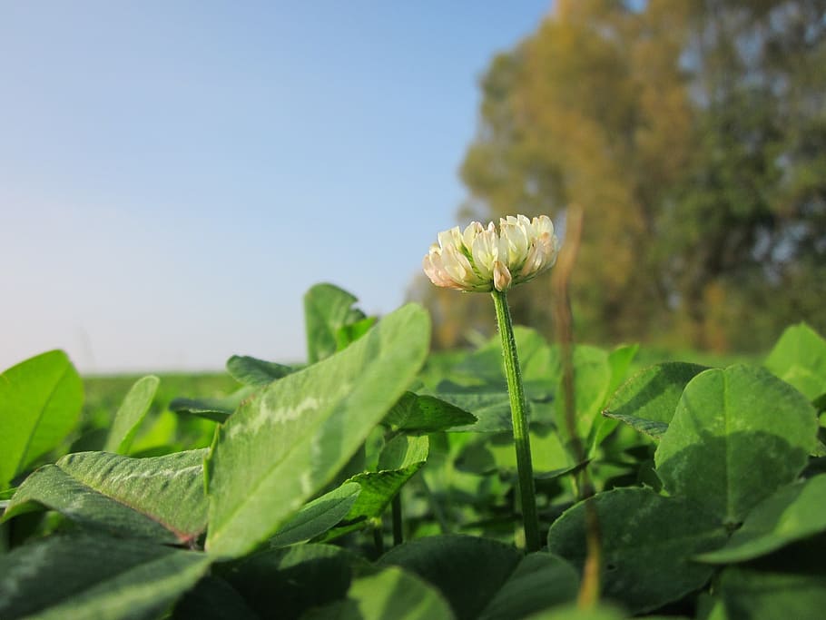 trifolium repens, white clover, dutch glover, flora, wildflower, botany, species, plant, inflorescence, blooming