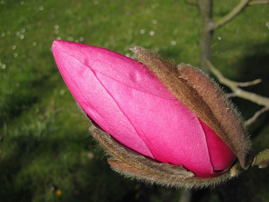 Rosa, brote de flor de magnolia, durante el día, rosa rosa, magnolia, brote, flor de magnolia, magnoliaceae, primavera, flores