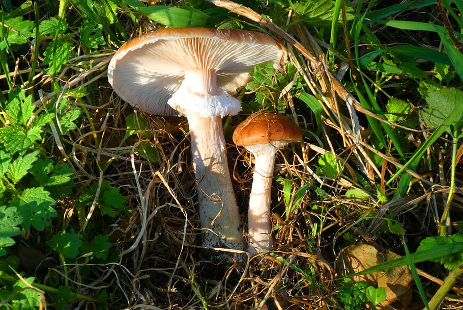 mushroom, forest, autumn, nature, moist, fall colors, mushrooms, slats, hat, fungus