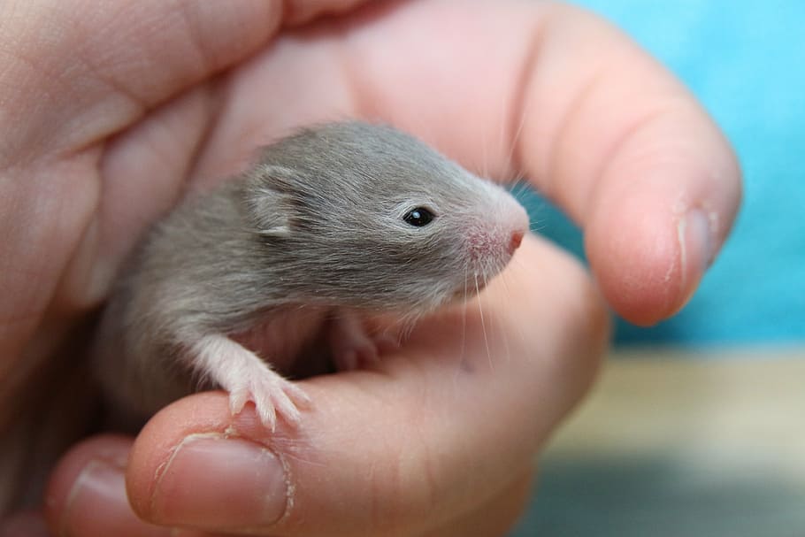 hamster, goldhamster, hamster baby, nager, rodent, animal, small, pets, rat, cute
